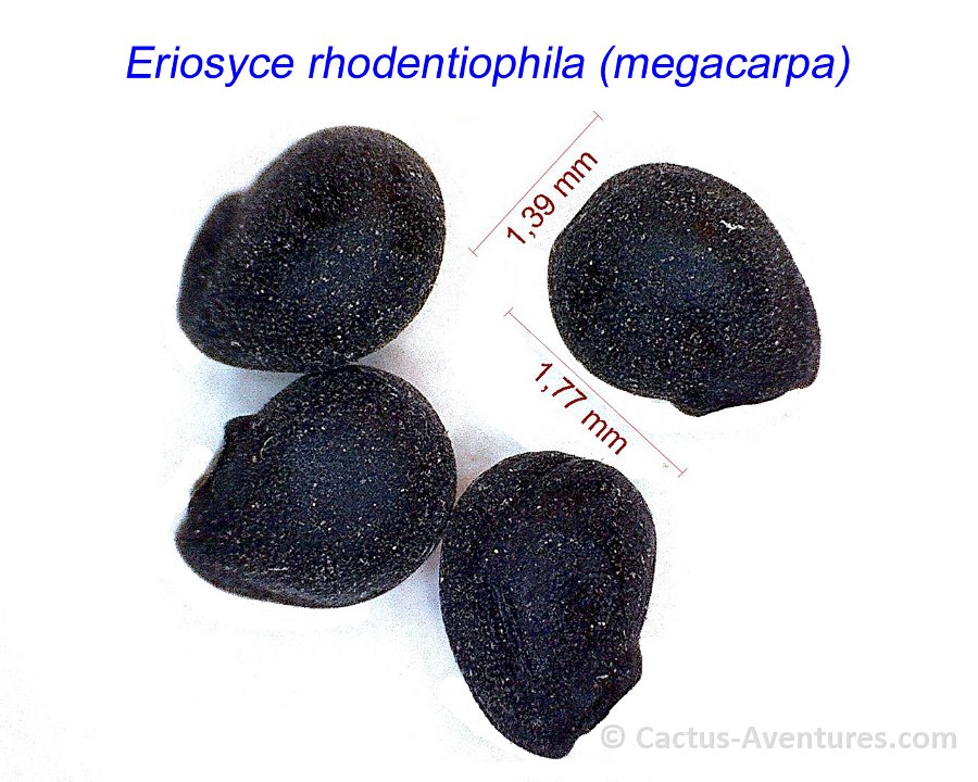 Eriosyce rhodentiophila (megacarpa)